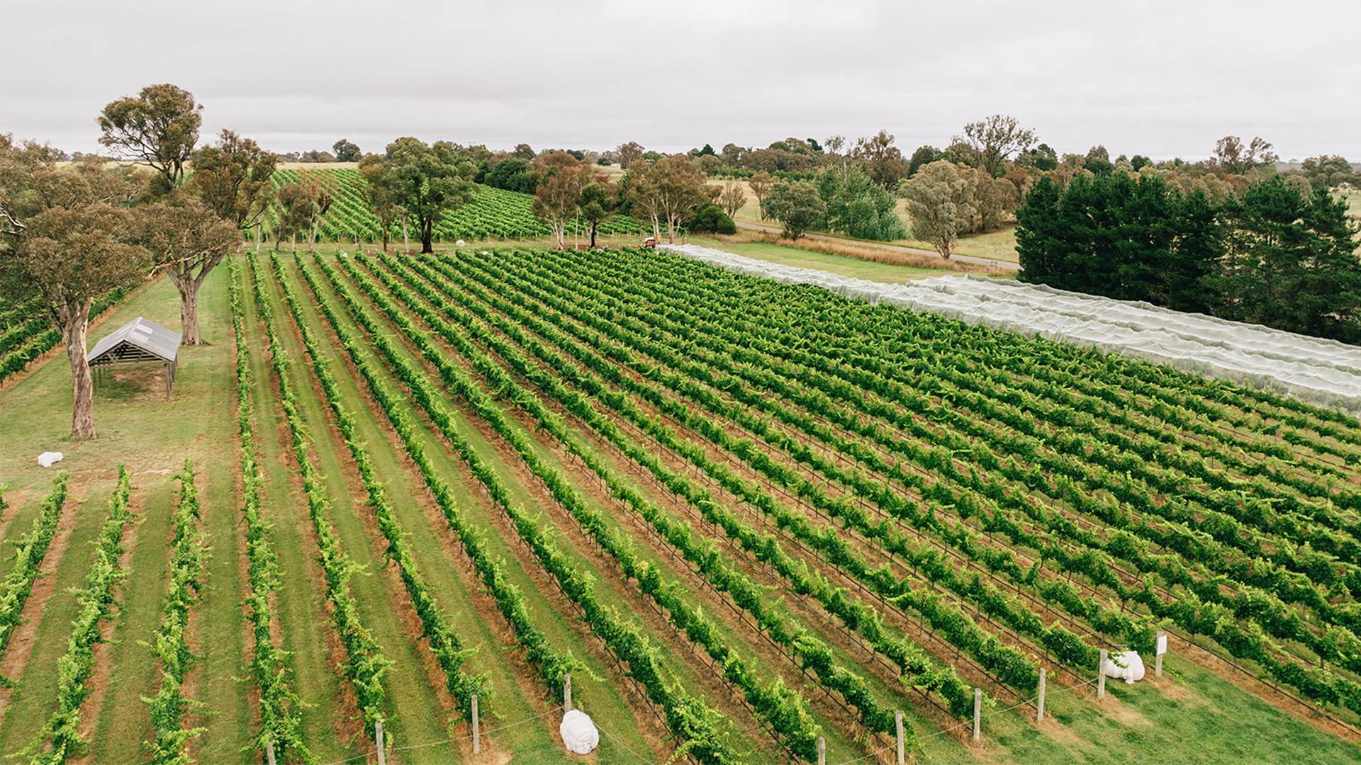 The sprawling green space at Four Winds vineyard in Murrumbateman, one of the best Canberra wineries 